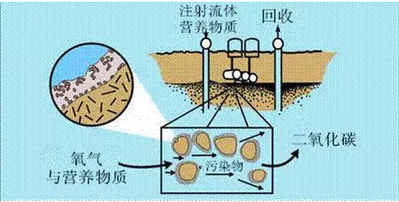 微生物修复法微生物对重金属污染土壤的生物修复作用主要是通过微生物对重金属的溶解、转化与固定来实现。微生物对重金属的溶解主要是通过各种代谢活动产生多种低分子量的有机酸直接或间接进行的