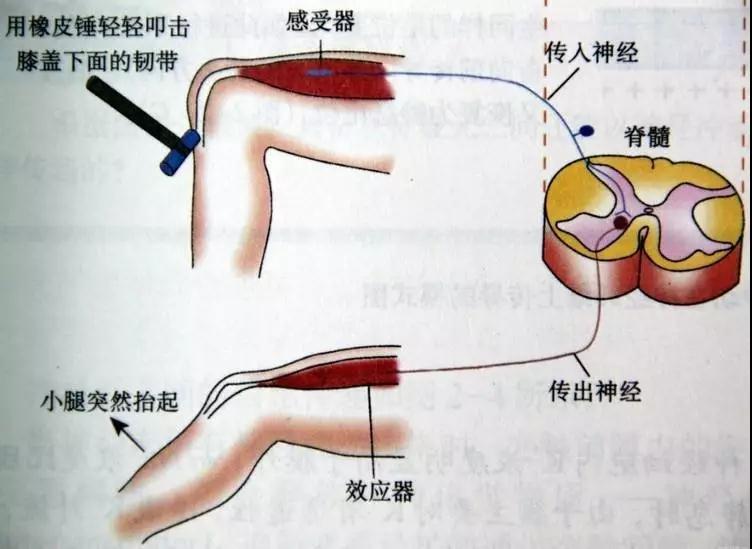 在核电说起控制系统很多人都会想到DCS，那到底，什么是DCS呢？作为一篇正经的科普文章当然要引经据典，这样才显得高大上！DCS是什么？DCS系统又叫集散控制系统或者分散控制系统，是一种以微处理器为基础，采用控制功能分散显示、操作集中、兼顾分而自治和综合协调的设计原则的仪表控制系统。目前DCS系统在电力、冶金、石化等行业中都有广泛的应用