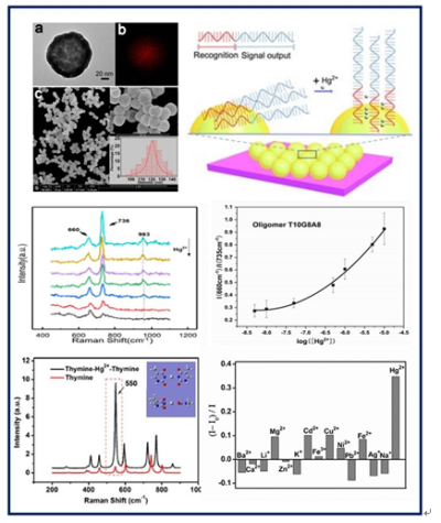 　　近日，中國科學(xué)院合肥物質(zhì)科學(xué)研究院技術(shù)生物與農(nóng)業(yè)工程研究所研究員黃青課題組，利用表面增強(qiáng)拉曼光譜(SERS)技術(shù)，實(shí)現(xiàn)了對水體中汞離子的選擇性、免標(biāo)記、半定量的檢測。該項(xiàng)成果對實(shí)現(xiàn)實(shí)際水樣中重金屬離子的高選擇性及準(zhǔn)確檢測具有一定的科學(xué)意義和實(shí)用價(jià)值，相關(guān)成果在線發(fā)表在Sensors and Actuators B: Chemical上