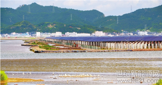 
 
近日，玉環(huán)市漩門三期晶科光伏農(nóng)業(yè)產(chǎn)業(yè)園，昔日的荒灘上，一片片光伏大棚正在抓緊建設(shè)，幾十只白鷺在海涂上棲息。    
